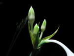 لیلی آمازونی